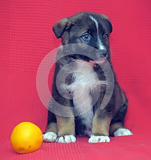 Brown mutt puppy with orange on a red