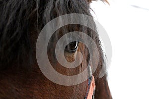 Brown Muzzle beautiful horse in red bridle looks out close