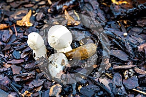 Two small mushrooms eaten naked snail black soil autumn