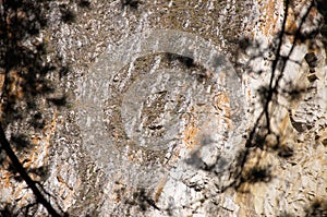 Brown natural background of the rock surface with dark shadows from tree branches.