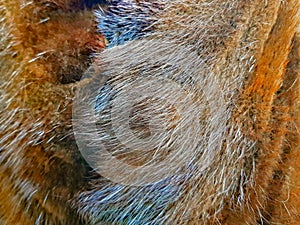 Brown natural fur of mink coat