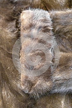 Brown natural fur of mink coat