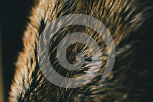Brown natural fur texture and background. Natural animal hair background for design. Close up of brown animal fur texture.