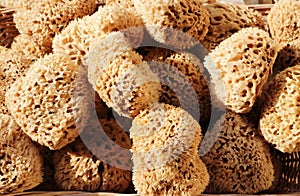 Brown natural greek sea sponge