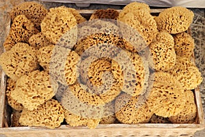 Brown natural greek sea sponge