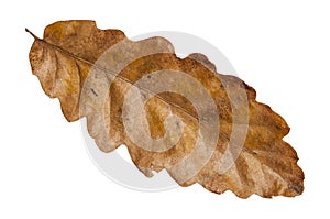 Brown natural leaf isolated from garden botany tree on white