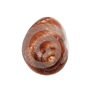 Brown Nautica spiral shell on white with clipping path photo