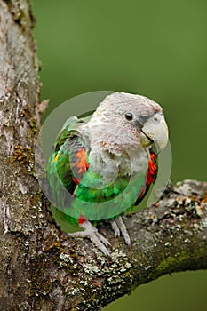 Brown-necked Parrot, Poicephalus robustus fuscicollis, green exotic bird sitting on the tree, Namibia, Africa photo