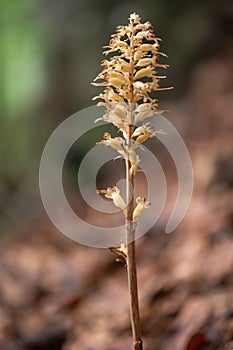 Brown Neottia nidus-avis, the bird\'s-nest orchid and non-photosynthetic orchid