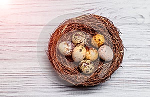 Brown nest with fragility speckled quail eggs on the light background