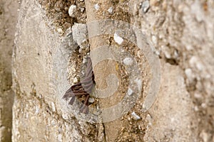 Brown and Neutral Stone Wall Background Texture With Rusty Cable