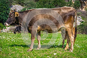 Brown newborn calf suckling its mother. Praire background. Marmaris, Kumlubuk, Turkey. Sunlights