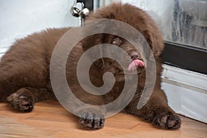 Brown Newfoundland Puppy Dog Licking His Nose