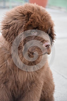 Brown Newfoundland Puppy Dog Looking Very Sad