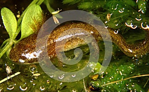 brown newt in the water