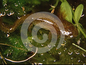 brown newt in the water