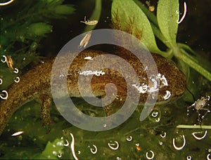 brown newt in the water