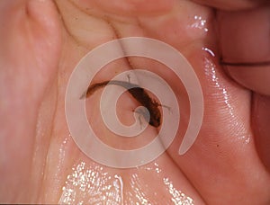 brown newt in the water