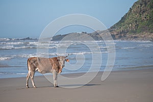 Brown Nguni cow on the sand at Second Beach, Port St Johns on the wild coast in Transkei, South Africa. photo