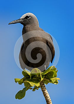 Brown Noddy
