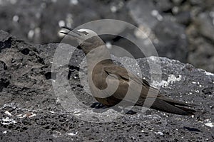 Brown Noddy, Noddy, Anous stolidus photo