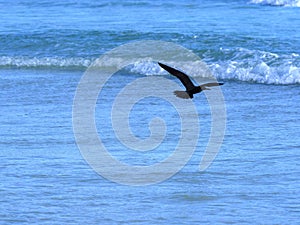 Brown noddy, Anous stolidus galapagensis, fish in the bay, Santa Cruz, Galapagos, Ecuador. photo