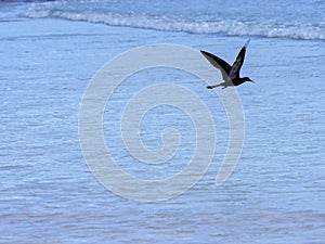 Brown noddy, Anous stolidus galapagensis, fish in the bay, Santa Cruz, Galapagos, Ecuador. photo