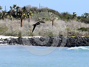 Brown noddy, Anous stolidus galapagensis, fish in the bay, Santa Cruz, Galapagos, Ecuador. photo