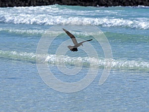 Brown noddy, Anous stolidus galapagensis, fish in the bay, Santa Cruz, Galapagos, Ecuador. photo