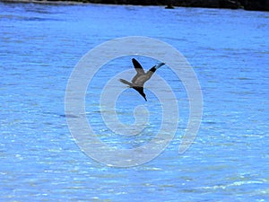 Brown noddy, Anous stolidus galapagensis, fish in the bay, Santa Cruz, Galapagos, Ecuador. photo