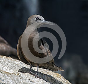 A brown noddy Anous stolidus in Galapagos islands, Ecuador photo