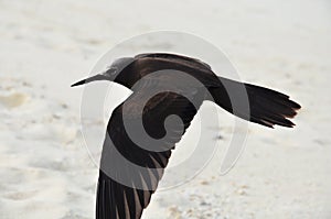 Brown noddy