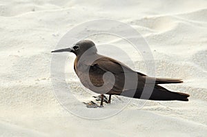 Brown noddy