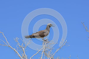 Brown Noddy, bird