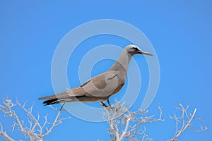 Brown Noddy, bird