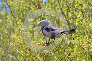 Brown Noddy, bird