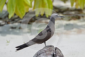 Brown Noddy, bird