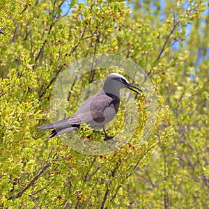 Brown Noddy, bird