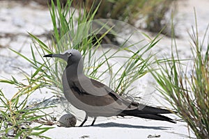 Brown noddy brooding an egg