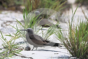 Brown noddy brooding an egg