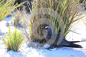 Brown noddy brooding an egg