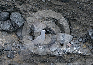 Brown Noddy or Common Noddy Anous stolidus, Tagus Cove, Isabela Island, Galapagos Islands photo