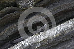 Brown Noddy or Common Noddy Anous stolidus, Tagus Cove, Isabela Island, Galapagos Islands photo