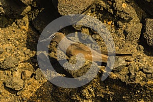 A Brown Noddy on lava rock