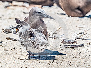 Brown Noddy Parent With Chick
