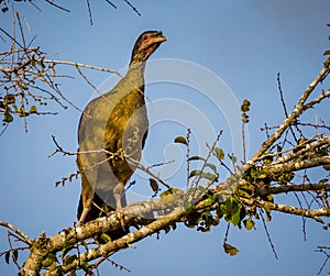 Brown, noisy, chaco chachalaca, perched on branch of Pantanal,