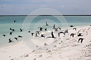 Brown Noody Birds photo