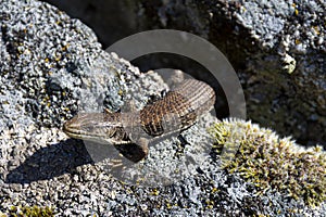 Brown Northern Alligator Lizard Close Up