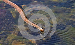 Brown Northern Water Snake