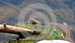 Brown Northern Water Snake